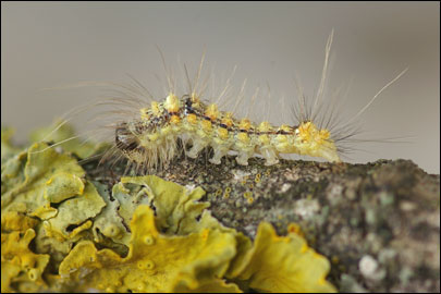 Moma alpium (Osbeck, 1778) - ����������� ���������