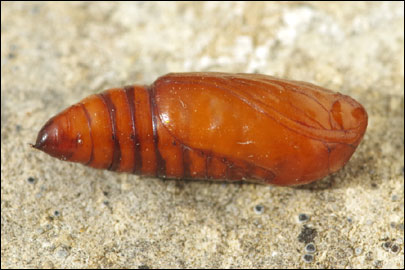 Oligia latruncula ([Denis & Schiffermuller], 1775) -  