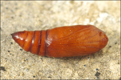 Oligia latruncula ([Denis & Schiffermuller], 1775) -  