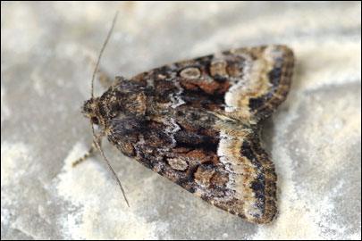 Oligia latruncula ([Denis & Schiffermuller], 1775) -  