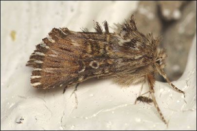 Omphalophana antirrhinii (Hubner, [1803]) - ����� ��������