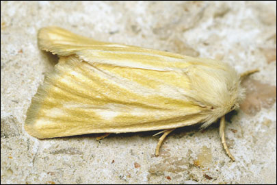 Oria musculosa (Hubner, [1808]) - Совка стеблевая