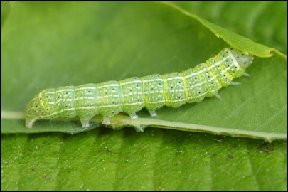 Orthosia cruda ([Denis & Schiffermuller], 1775) - ����� ������