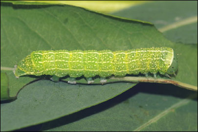 Orthosia cruda ([Denis & Schiffermuller], 1775) - ����� ������