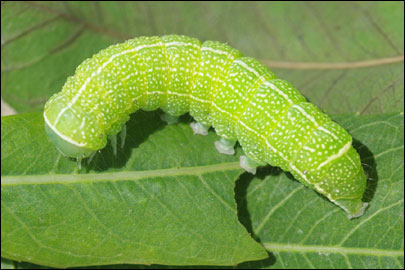 Orthosia cruda ([Denis & Schiffermuller], 1775) - ����� ������