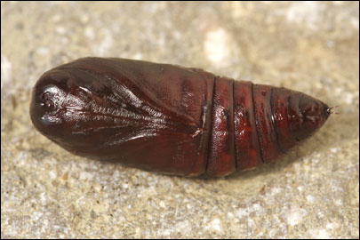 Orthosia cruda ([Denis & Schiffermuller], 1775) - ����� ������