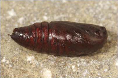 Orthosia cruda ([Denis & Schiffermuller], 1775) - ����� ������