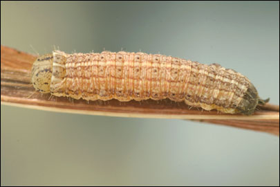 Pachetra sagittigera (Hufnagel, 1766) -  