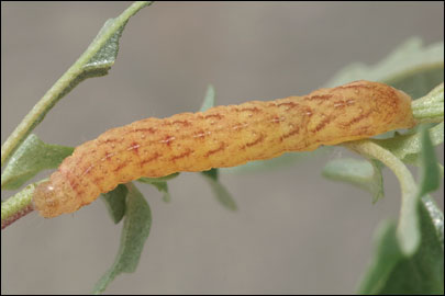 Phlogophora meticulosa (Linnaeus, 1758) -  
