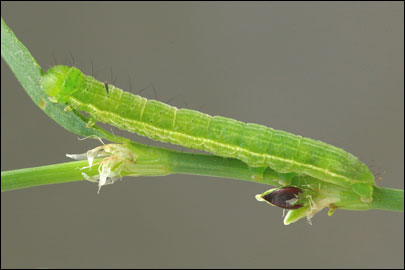 Plusia festucae (Linnaeus, 1758) -  