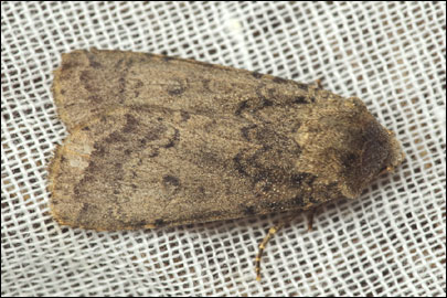 Rhyacia arenacea (Hampson, 1907) -  