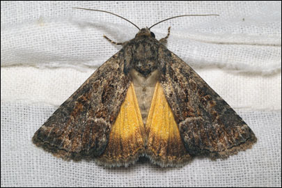 Thalpophila matura (Hufnagel, 1766) -  