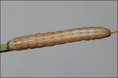 Thalpophila matura (Hufnagel, 1766) -  