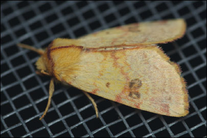 Tiliacea cypreago (Hampson, 1906) -  