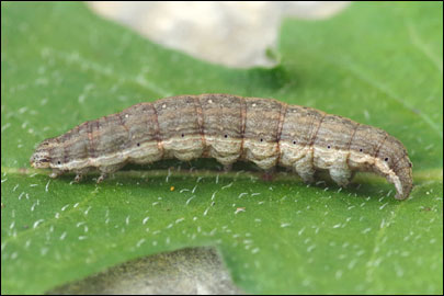 Tyta luctuosa ([Denis & Schiffermuller], 1775) - ����� ������