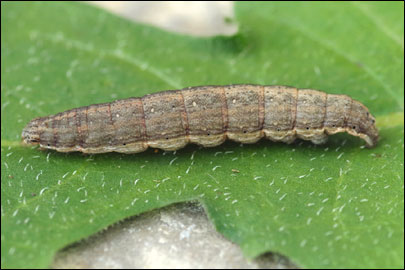 Tyta luctuosa ([Denis & Schiffermuller], 1775) - ����� ������