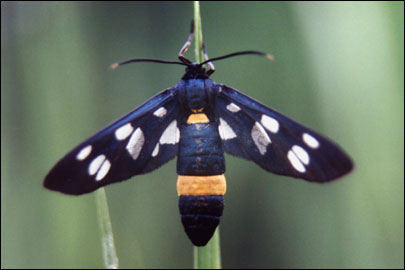 Amata nigricornis krymaea (Obraztsov, 1937) -  