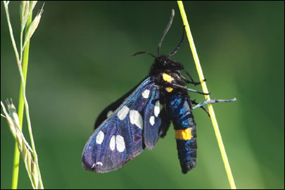 Amata nigricornis krymaea (Obraztsov, 1937) - ������������ ���������