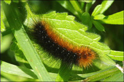 Arctia caja (Linnaeus, 1758) - ��������� ����