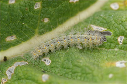 Arctia festiva (Hufnagel, 1766) - ��������� ����