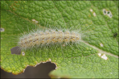 Arctia festiva (Hufnagel, 1766) - ��������� ����