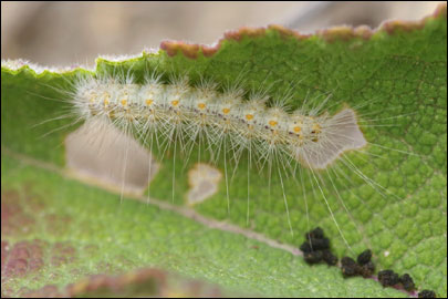 Arctia festiva (Hufnagel, 1766) - ��������� ����