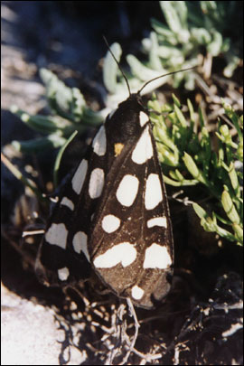 Arctia villica (Linnaeus, 1758) -  