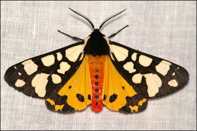 Arctia villica (Linnaeus, 1758) -  