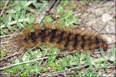 Arctia villica (Linnaeus, 1758) - ��������� ��������