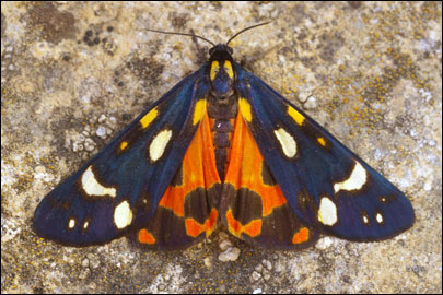 Callimorpha dominula (Linnaeus, 1758) -  