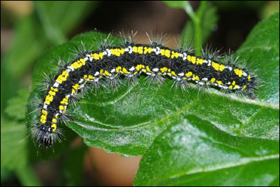 Callimorpha dominula (Linnaeus, 1758) - ��������� �������