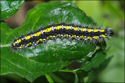 Callimorpha dominula (Linnaeus, 1758) - ��������� �������