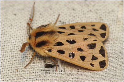 Chelis maculosa (Gerning, 1780) - ��������� ���������