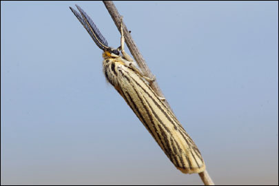 Coscinia striata (Linnaeus, 1758) - ��������� ���������