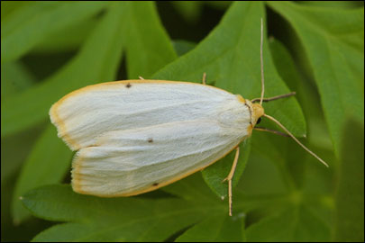 Cybosia mesomella (Linnaeus, 1758) -  