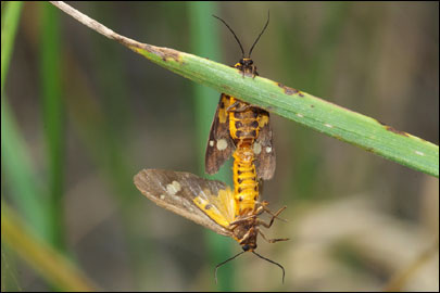 Dysauxes famula (Freyer, 1836) - ������������ ������������