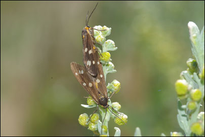 Dysauxes punctata (Fabricius, 1781) - ������������ ��������