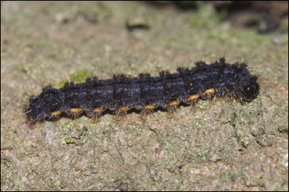 Eilema lurideola ([Zincken], 1817) - ��������� ��������-�����