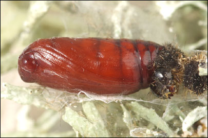 Eilema lurideola ([Zincken], 1817) - ��������� ��������-�����