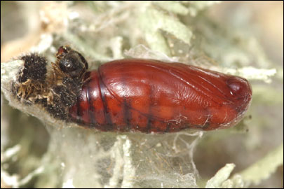 Eilema lurideola ([Zincken], 1817) - ��������� ��������-�����