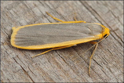 Eilema lurideola ([Zincken], 1817) - ��������� ��������-�����