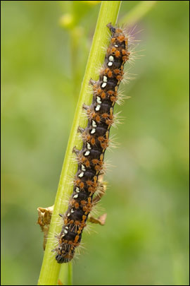 Euplagia quadripunctaria (Poda, 1761) - ��������� ����