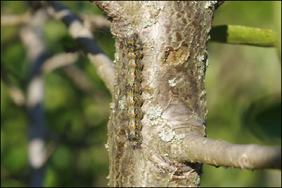 Lithosia quadra (Linnaeus, 1758) - ��������� ���������������