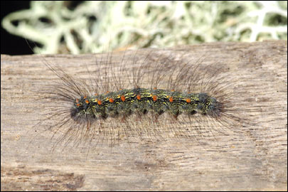 Lithosia quadra (Linnaeus, 1758) - ��������� ���������������