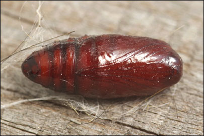 Lithosia quadra (Linnaeus, 1758) - ��������� ���������������