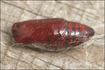 Lithosia quadra (Linnaeus, 1758) - ��������� ���������������