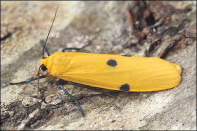 Lithosia quadra (Linnaeus, 1758) - ��������� ���������������