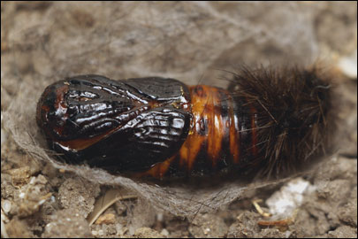 Phragmatobia fuliginosa (Linnaeus, 1758) -  