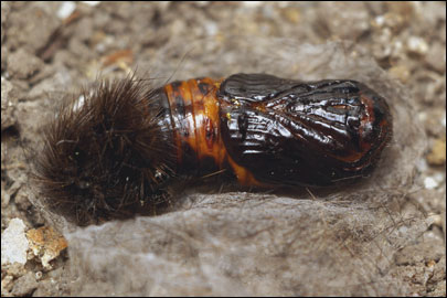 Phragmatobia fuliginosa (Linnaeus, 1758) -  