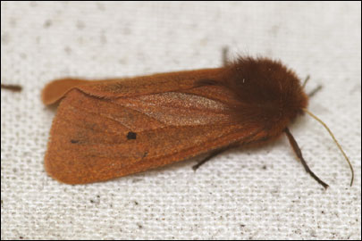 Phragmatobia fuliginosa (Linnaeus, 1758) - ��������� �����